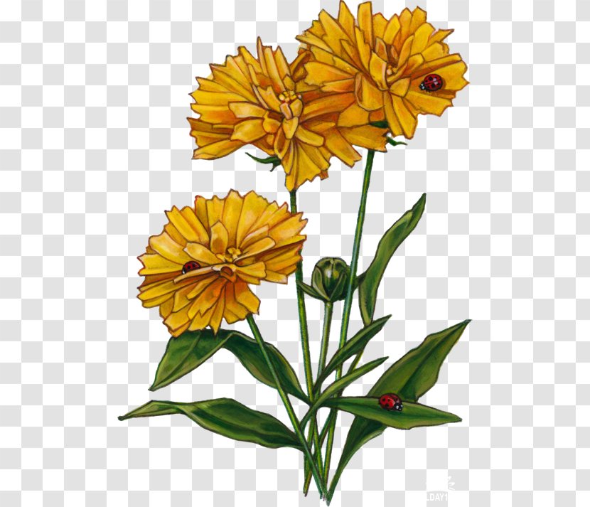 Cut Flowers Plant Stem Pot Marigold Petal - Annual - Flower Transparent PNG