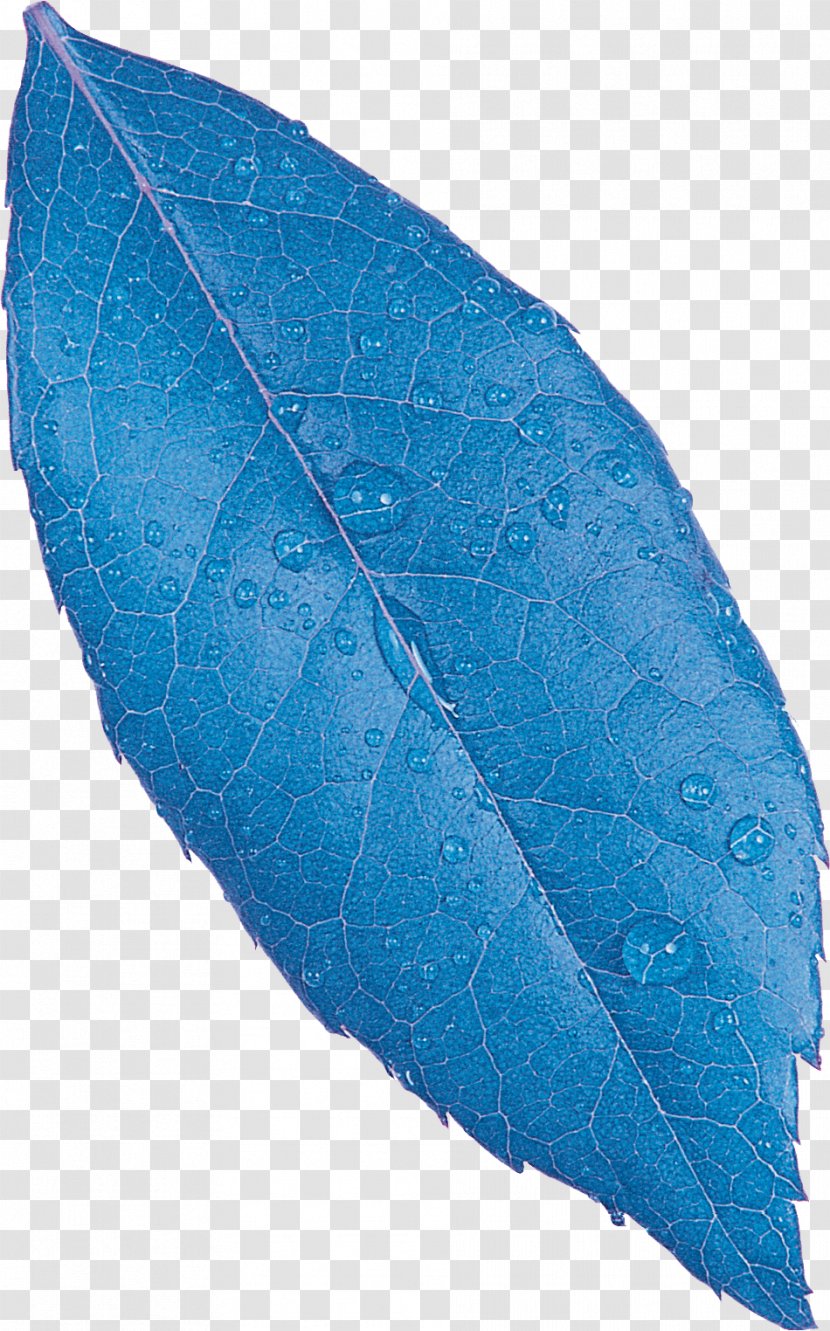 Leaf Plant Pathology - Photography Transparent PNG