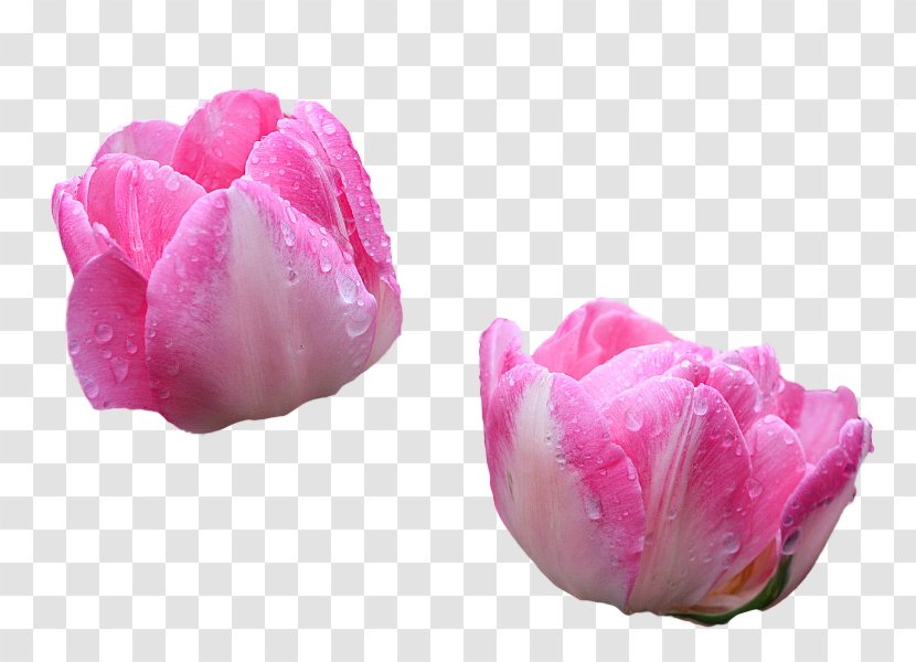 Tulip - Flowering Plant - Petal Transparent PNG
