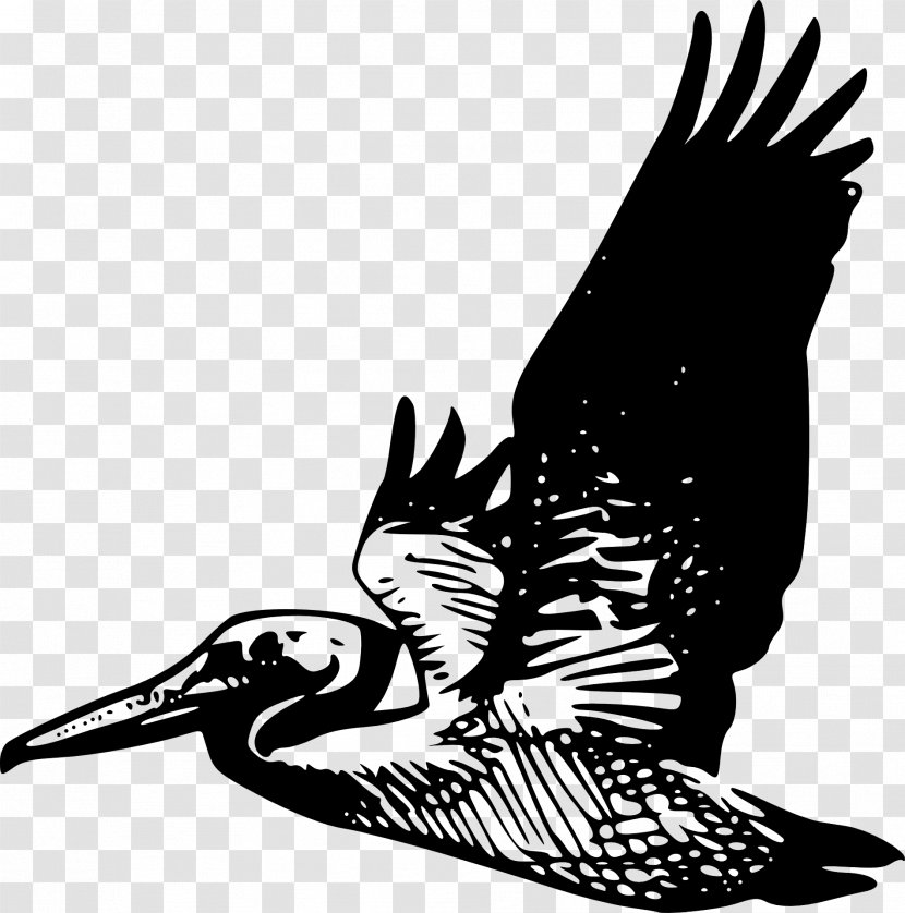 Silhouette Bird Brown Pelican Clip Art - Drawing - Flying Transparent PNG