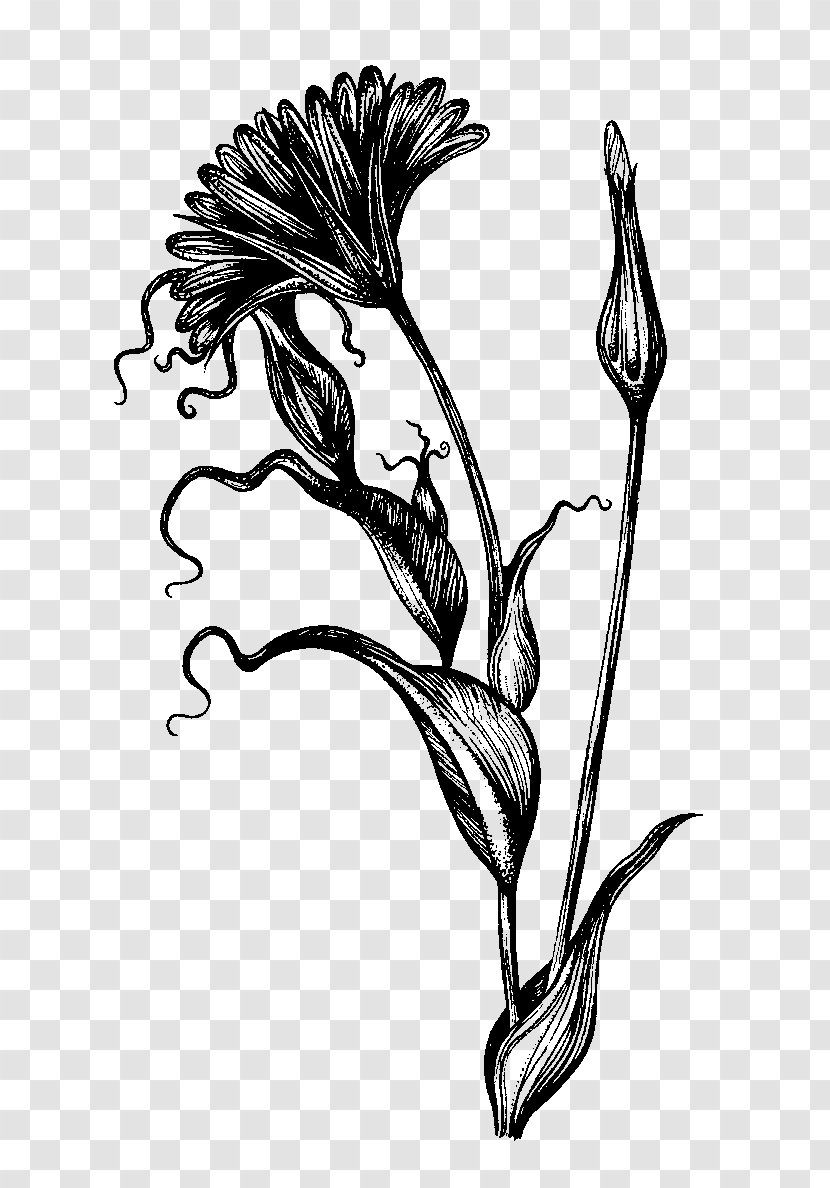 Botanical Illustration Drawing Ink Pen Sketch - Artwork Transparent PNG