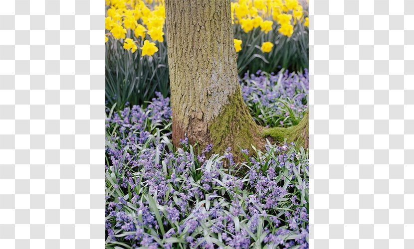 English Lavender Scilla Siberica Bulb Hyacinth Drimia Maritima - Lycoris Transparent PNG