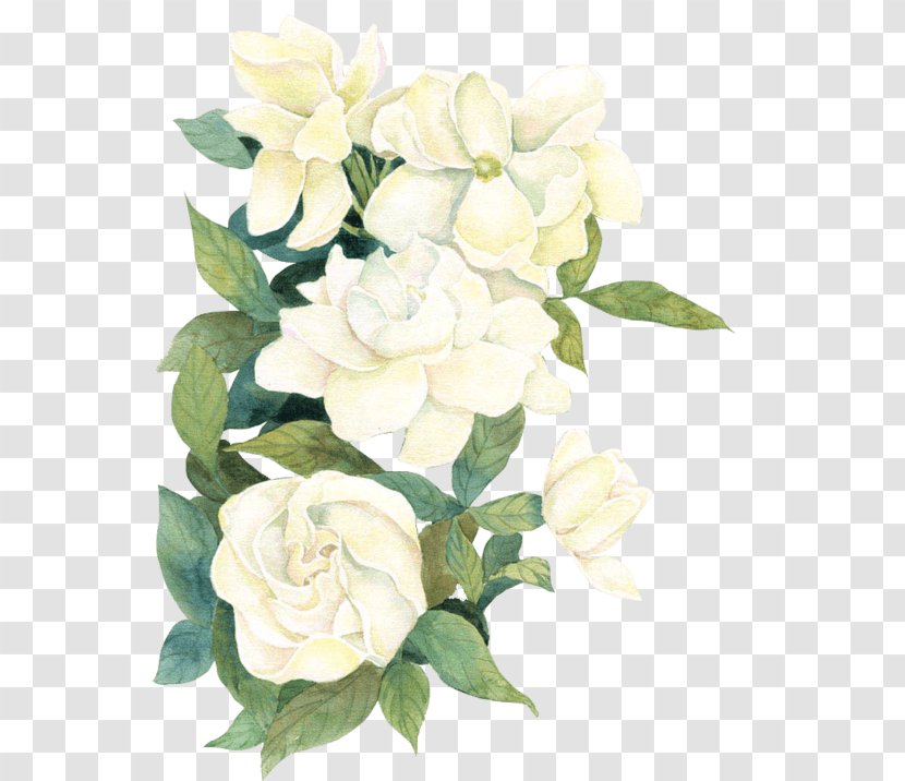 Floral Design Flower Rose Clip Art - Petal - Jasmine Transparent PNG