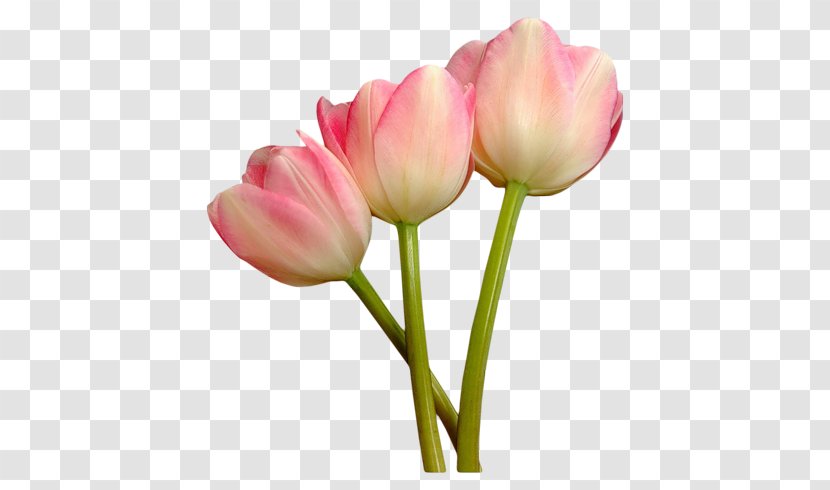 Tulip Mania Petal Cut Flowers - Bulb Transparent PNG