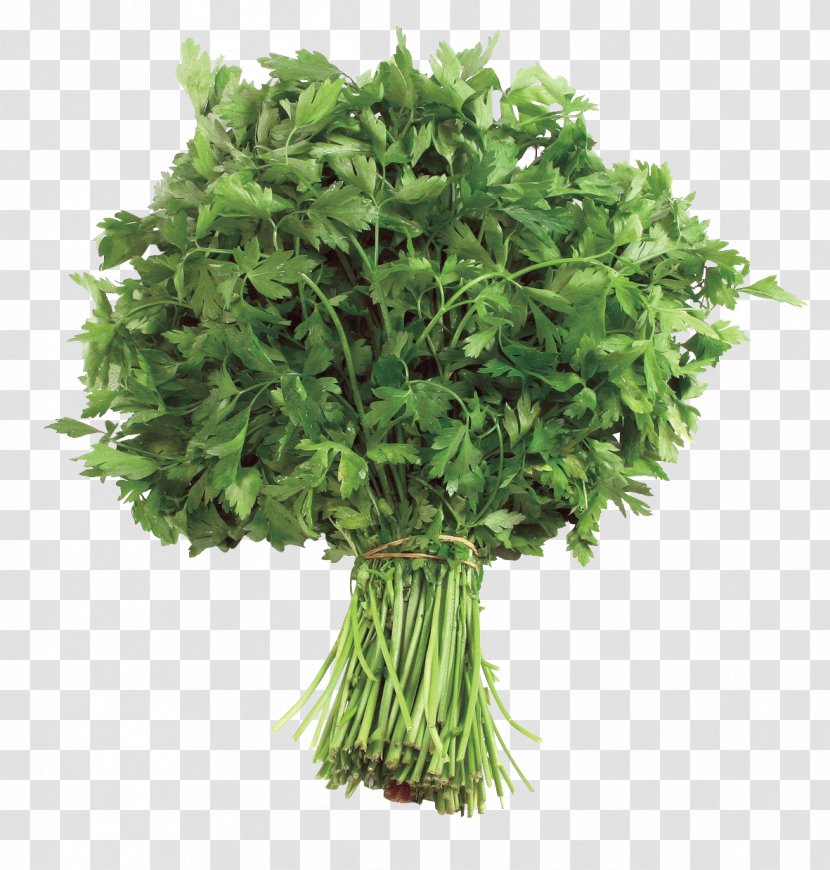 Parsley Food Apiaceae Health Herbaceous Plant Transparent PNG