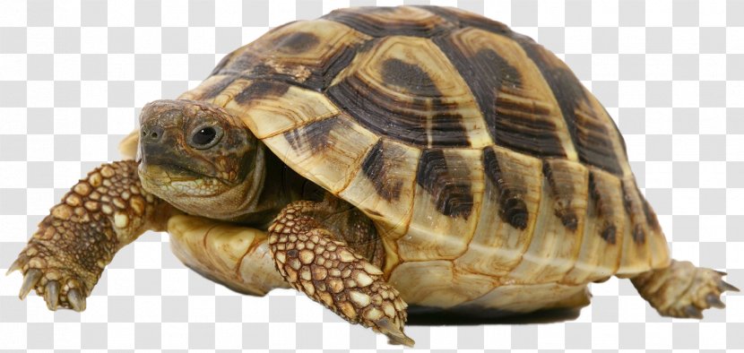 Turtle Pet Russian Tortoise Hermann's Dog Transparent PNG