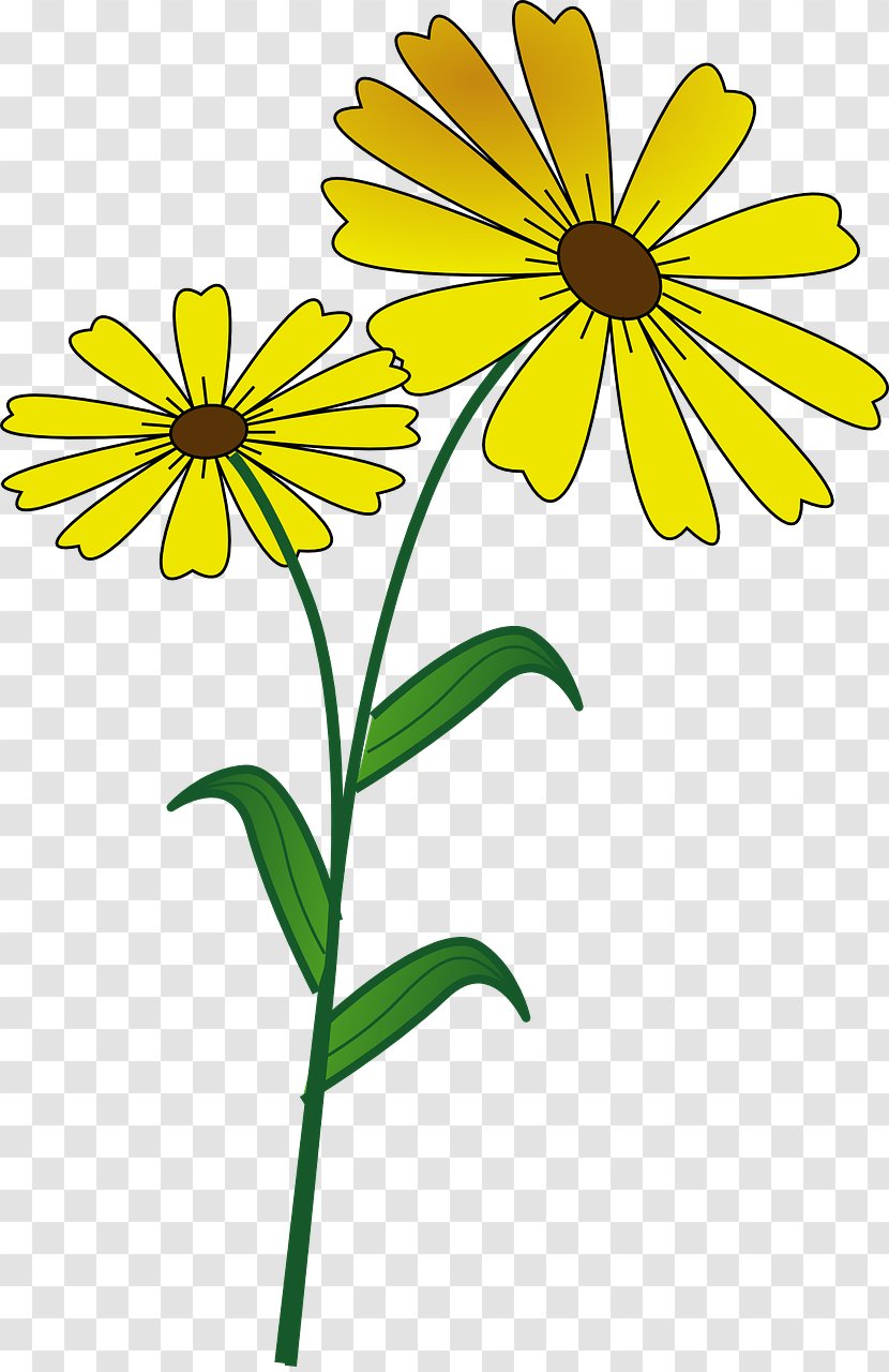 Clip Art - Daisy Family - Wild Flower Transparent PNG