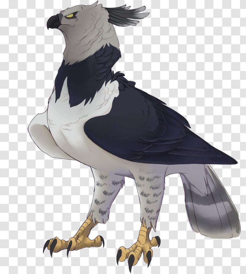 Harpy Eagle Bird Drawing - Wing Transparent PNG