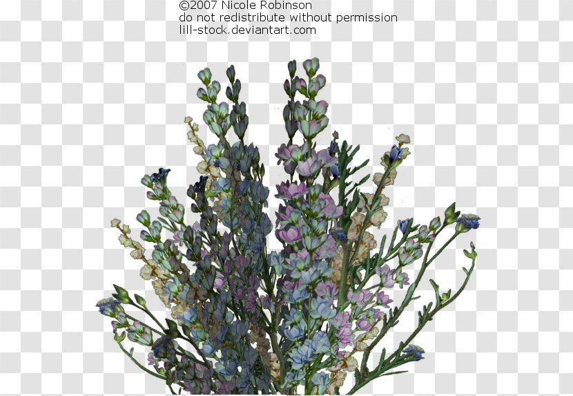 Lavender Drawing Illustration Botany Paper - Branch - Macbeth Themes Collages Transparent PNG