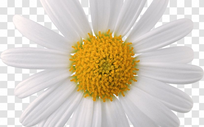Oxeye Daisy Common Chamomile Clip Art Transparent PNG