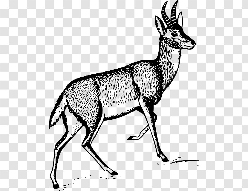 Antelope Deer Gazelle Clip Art - Musk Transparent PNG