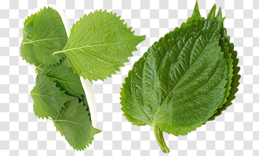 Beefsteakplant Lemon Balm Herbalism Leaf Beefsteak Plant - A That Grows Easily Transparent PNG