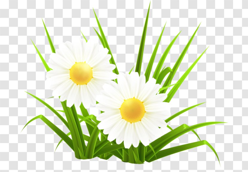 Common Daisy Oxeye Herbaceous Plant - Chrysanthemum - Small White Flower Transparent PNG