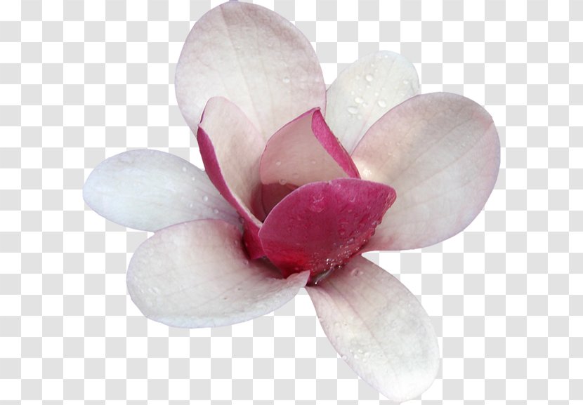 Magnolia Flower Clip Art - Thumbnail Transparent PNG