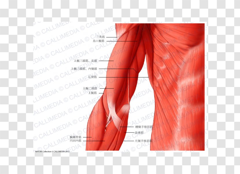 Shoulder Muscle Arm Human Anatomy Body - Frame Transparent PNG