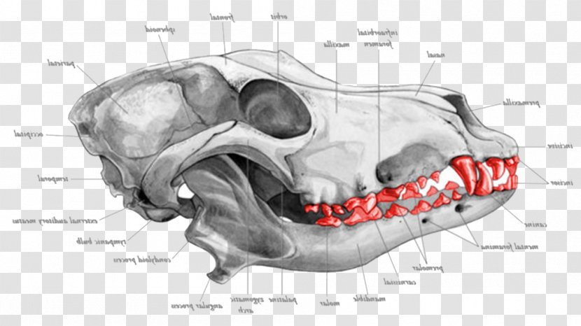 Dog Bone Jaw Snout Muzzle - Cartoon Transparent PNG