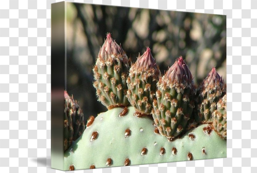Imagekind Art Poster Sophora Arizonica Beavertail Cactus - Cactaceae - Flower Buds Transparent PNG