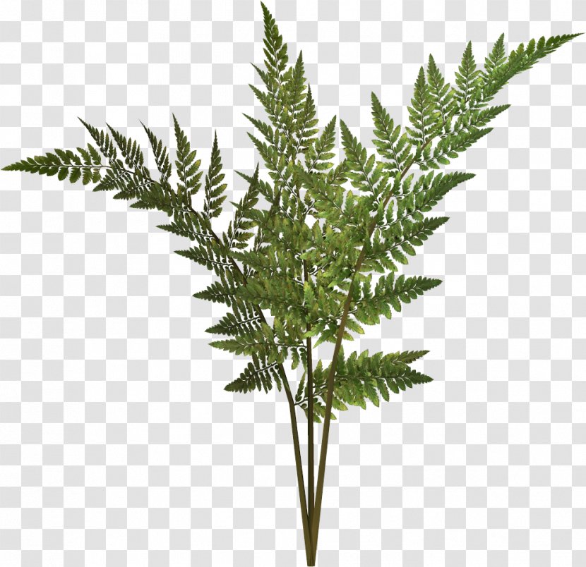 Bohemia Fern Flower Leaf Plants - Tree - Bushes Transparent PNG