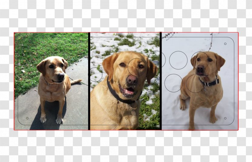 Labrador Retriever Golden Broholmer Dog Breed Companion - Fight Transparent PNG