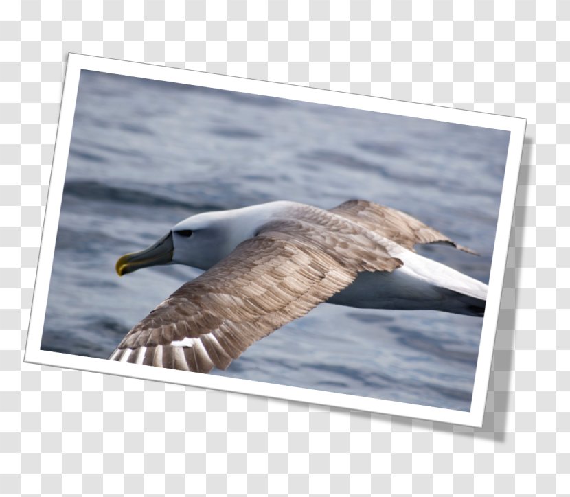 Newfoundland And Labrador Sooty Shearwater Stock Photography Puffinus - Wood Transparent PNG