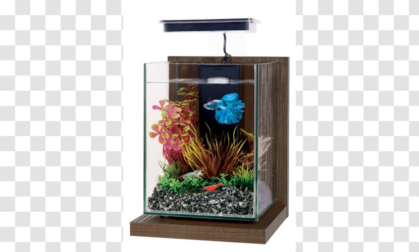 Nano Aquarium Siamese Fighting Fish Tetra Fishkeeping - Pet Shop - Betta Transparent PNG