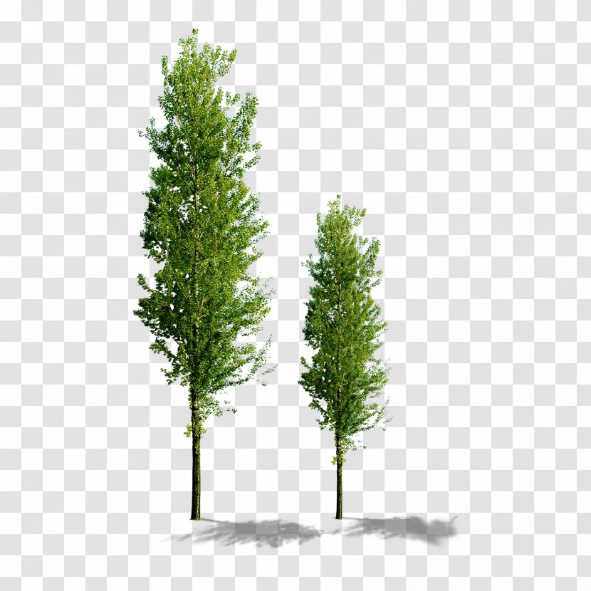 Tree Computer File - Grass - Trees Transparent PNG
