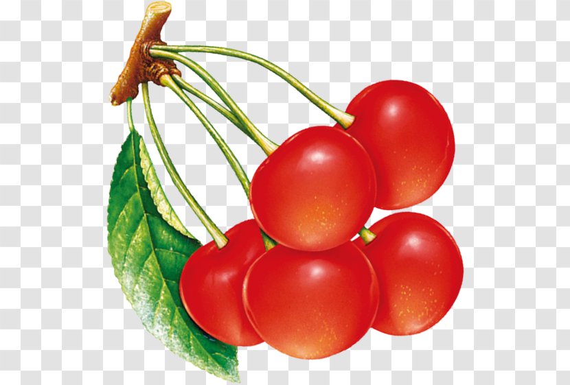 Plum Tomato Cherry Fruit Transparent PNG