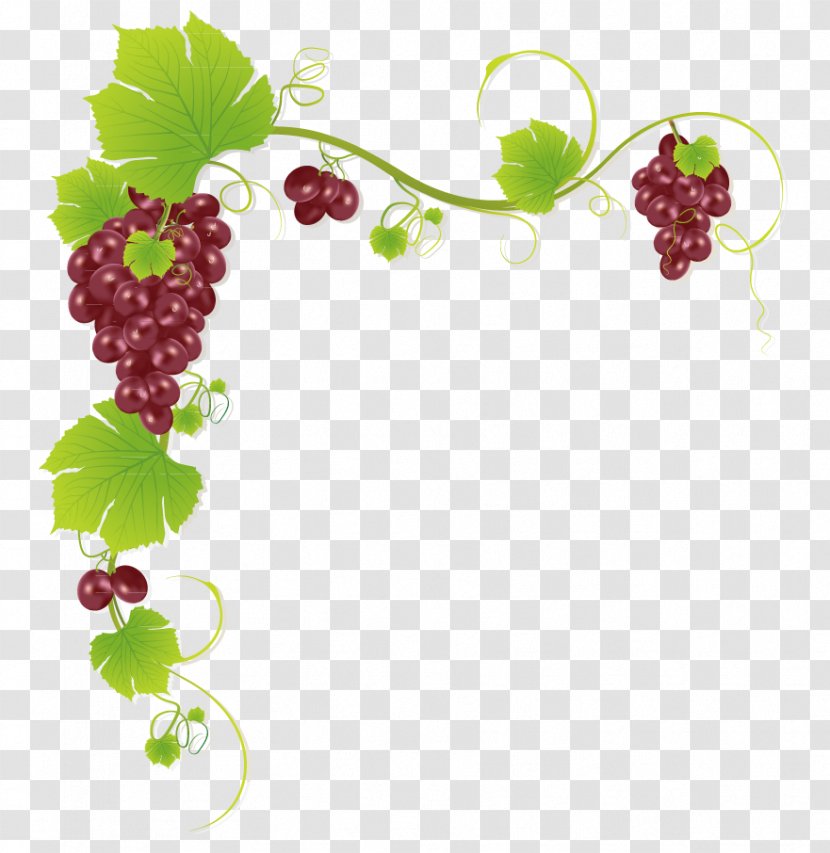 Common Grape Vine Wine Juice Muscadine - Floral Design - Frame String Transparent PNG