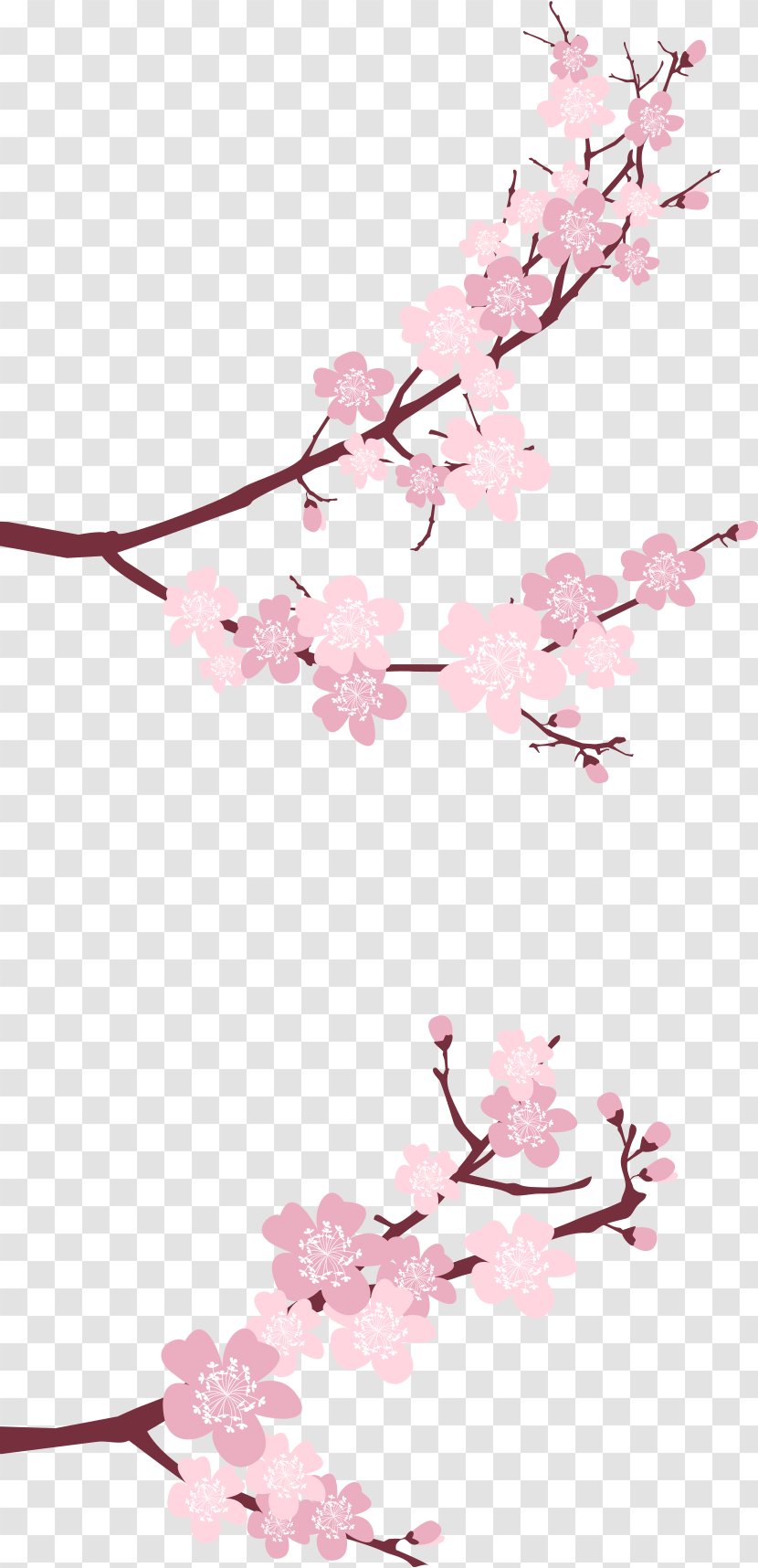 Cherry Blossom Flower Petal - Tree Transparent PNG