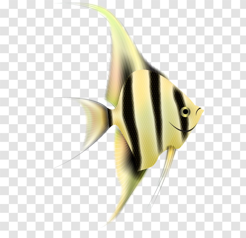 Fish Pomacanthidae Yellow Pomacentridae - Fin - Bonyfish Transparent PNG