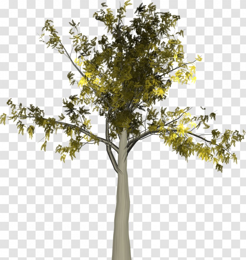 Autumn Twig Tree Leaf Image - Plane Family Transparent PNG