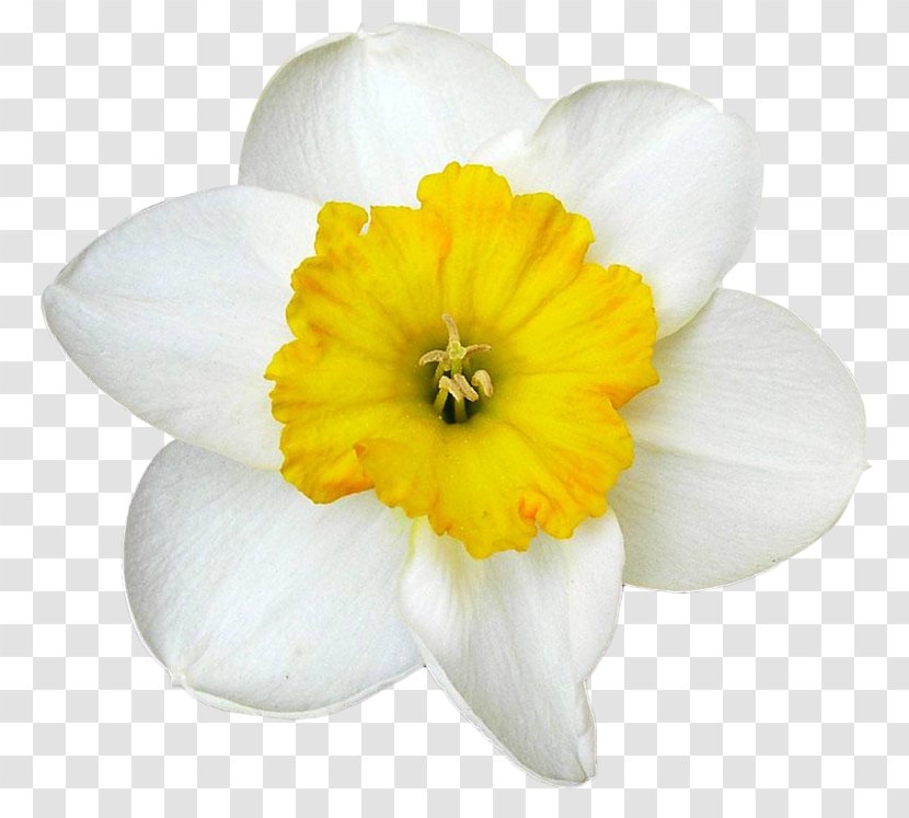 Daffodil Narcissus White - Ornamental Plant - Data Transparent PNG