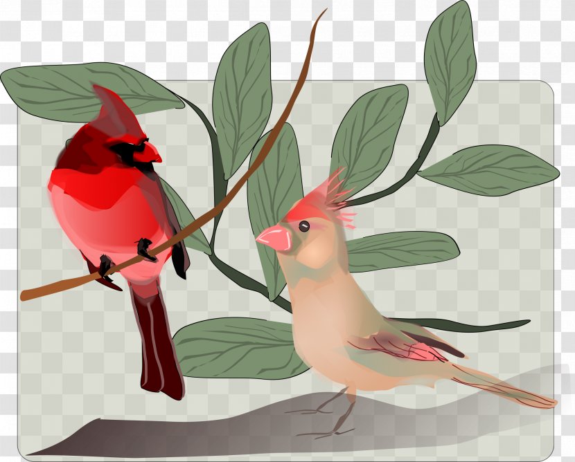 Songbird Clip Art - Frame - Birds Transparent PNG
