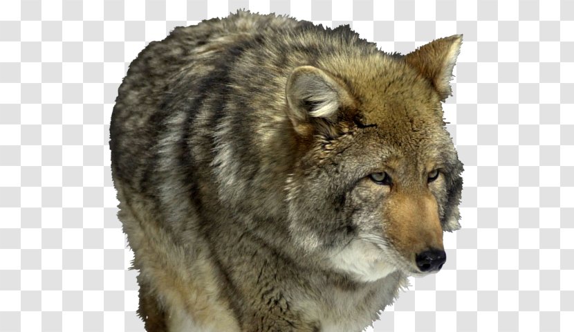 Saarloos Wolfdog Coyote Kunming Czechoslovakian Cougar - Fur - Mongolian Wolf Transparent PNG