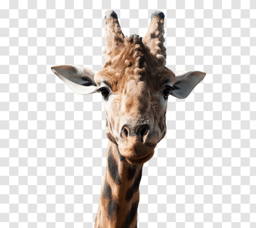 Giraffe National Zoo & Aquarium Animal PoeticKinetics - Fauna Transparent PNG