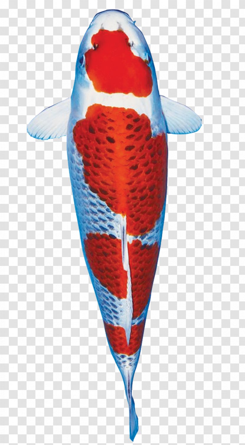 Koi Bird TurboSquid - Fish - Ikan Transparent PNG