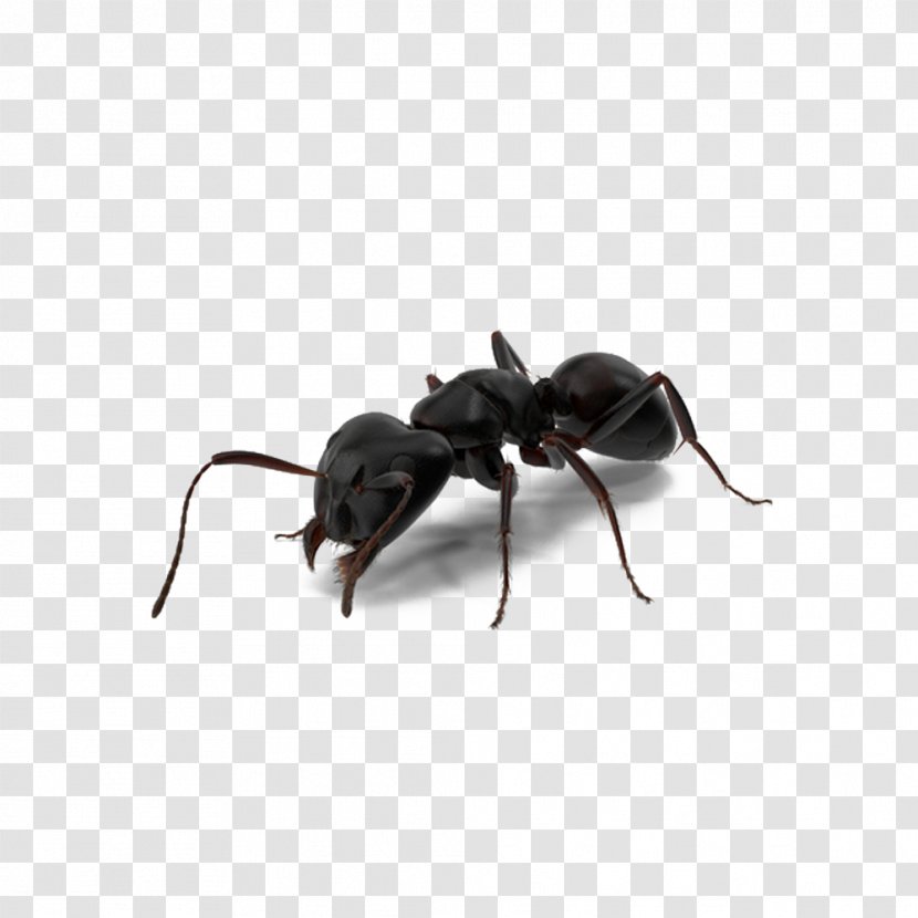Ant-Man Spider-Man - Ant Colony - Black Ants Transparent PNG
