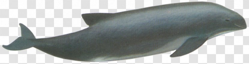Porpoise Car Cetaceans Dolphin Fish - Risso's Transparent PNG