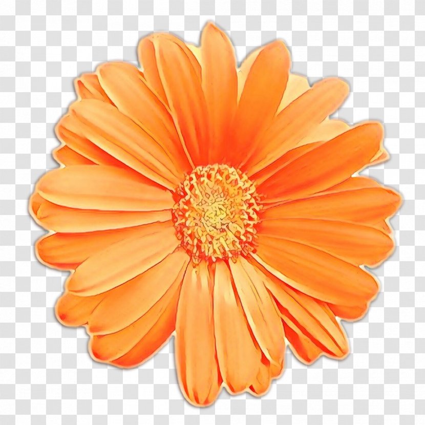 Royalty-free Stock Photography Illustration Image - Art - Daisy Family Transparent PNG
