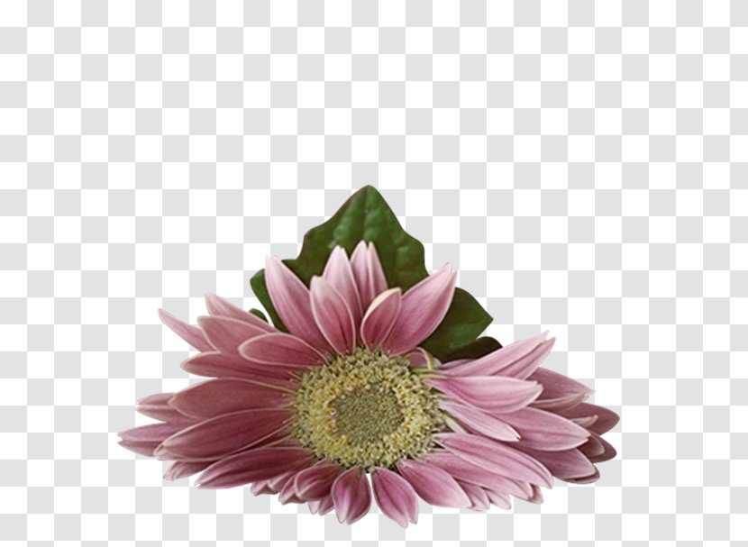 Flower - Transvaal Daisy - Colorful Flowers Transparent PNG