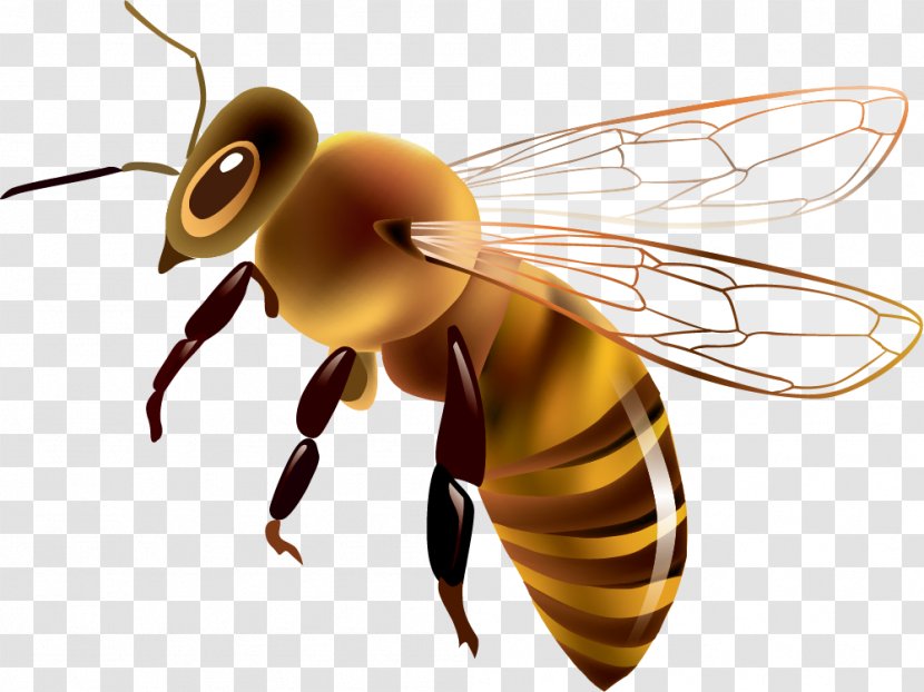 Western Honey Bee Euclidean Vector Drawing Clip Art - Insect - Painted Yellow Transparent PNG