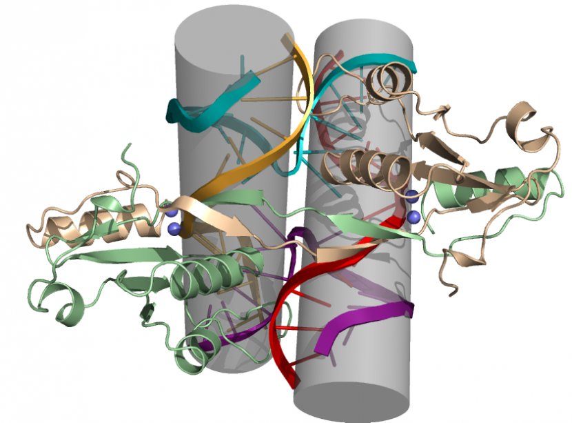 International Genetically Engineered Machine E. Coli Bacteriophage Clip Art - E Cartoon Transparent PNG
