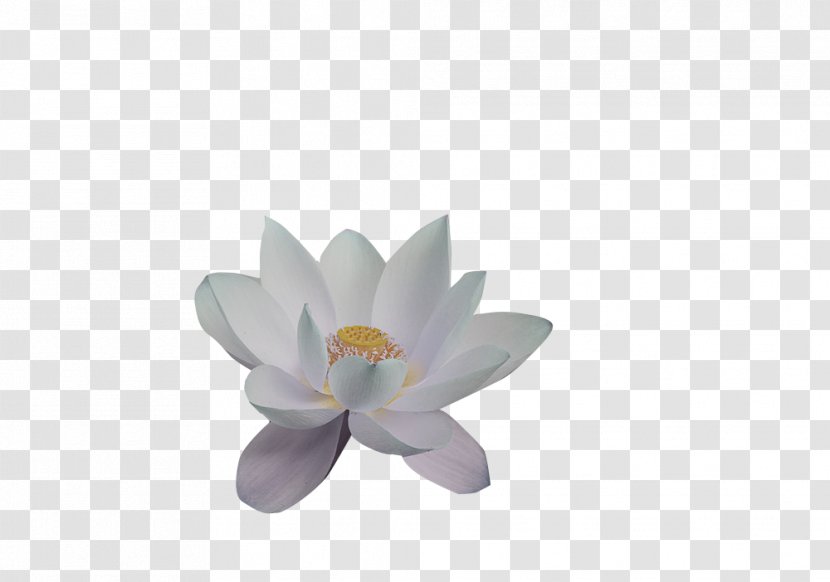 Petal Nelumbo Nucifera Lotus Effect Aquatic Plants - Family Transparent PNG