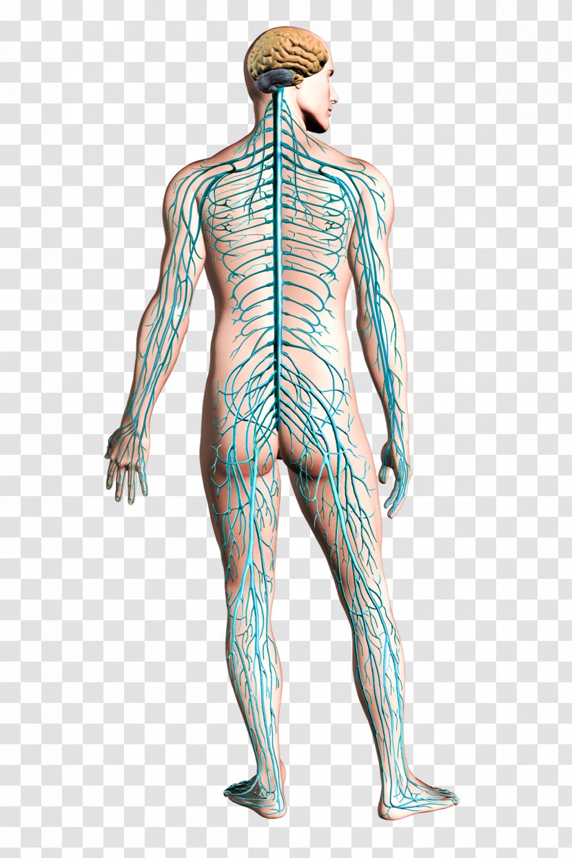 Aircraft Airplane Structural Health Monitoring Nervous System - Frame - Human Body Transparent PNG