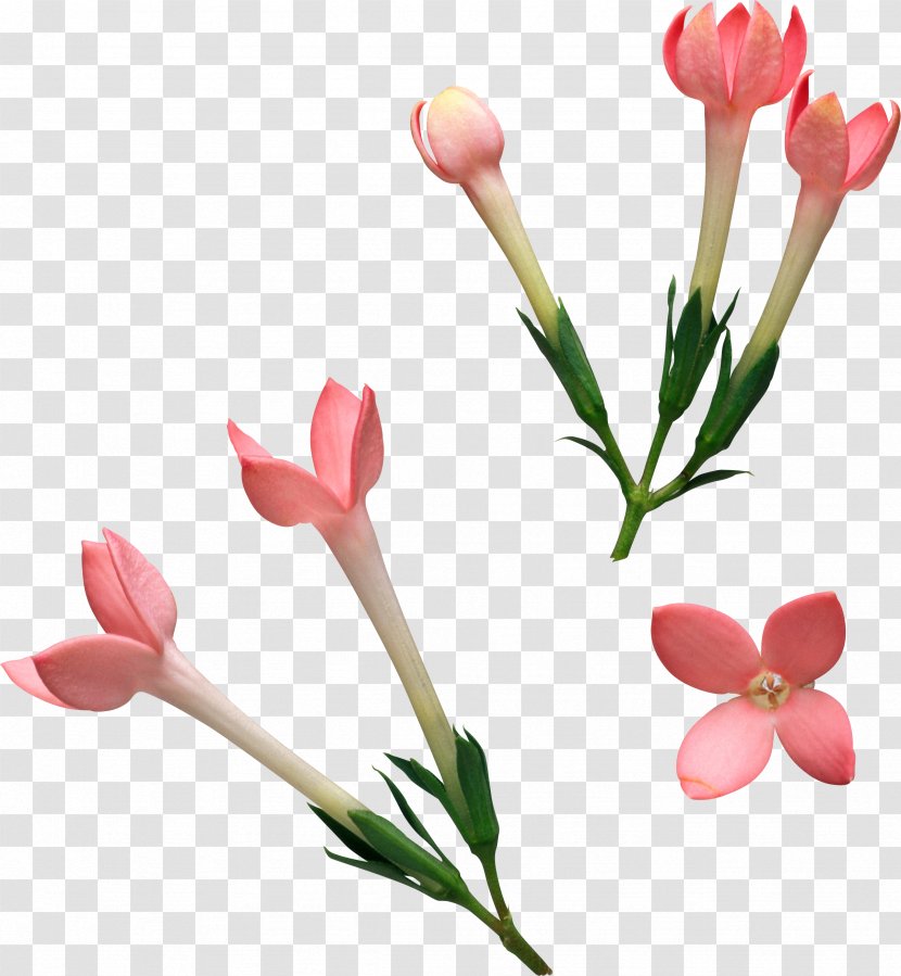 Cut Flowers Bouvardia Flower Bouquet Wedding - Pink Family Transparent PNG