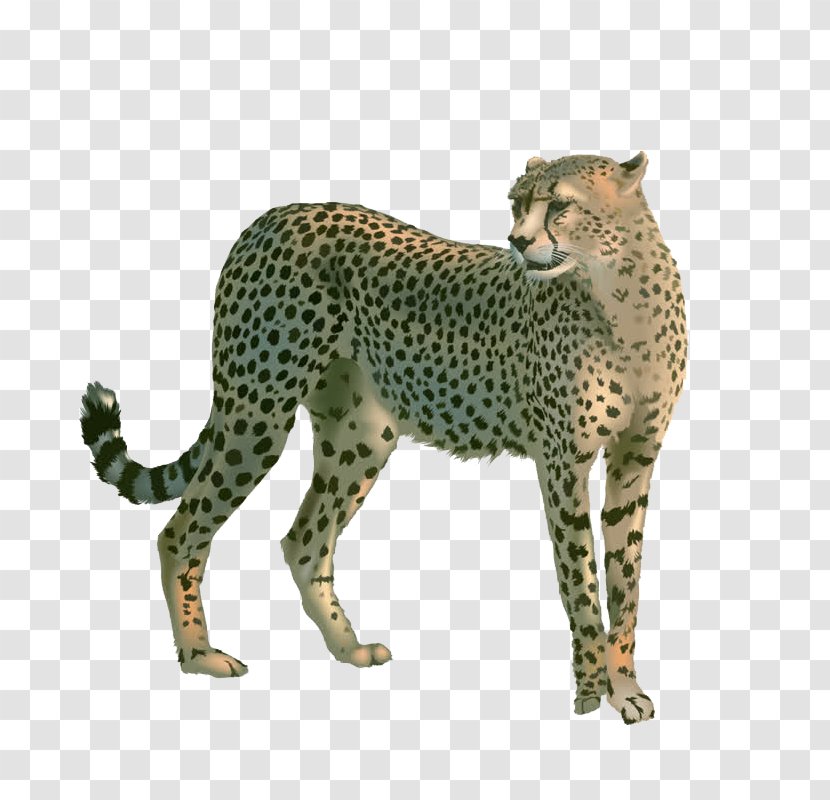 Cheetah Leopard Cat Lion - Mammal Transparent PNG