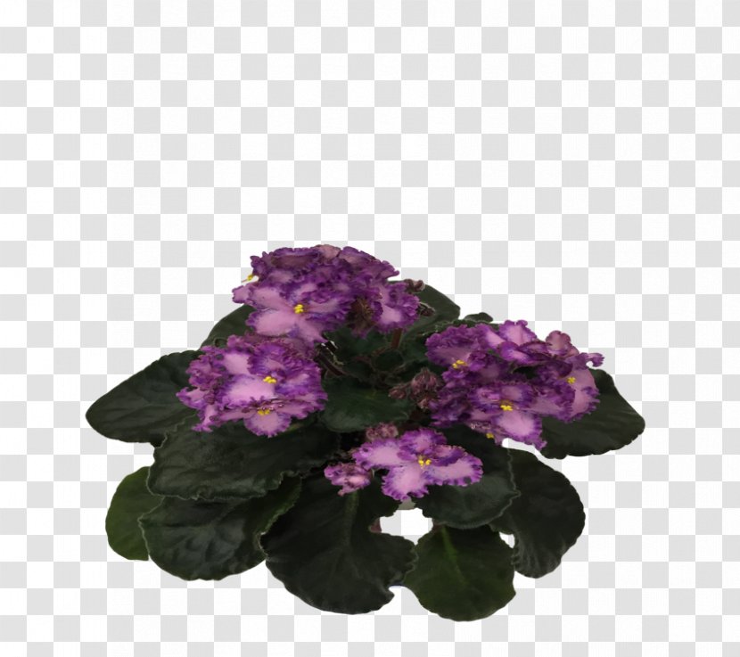 Cut Flowers Annual Plant Herbaceous Shrub - African Violets Transparent PNG