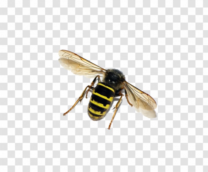 Honey Bee Insect Wasp Ant - Bumblebee Transparent PNG
