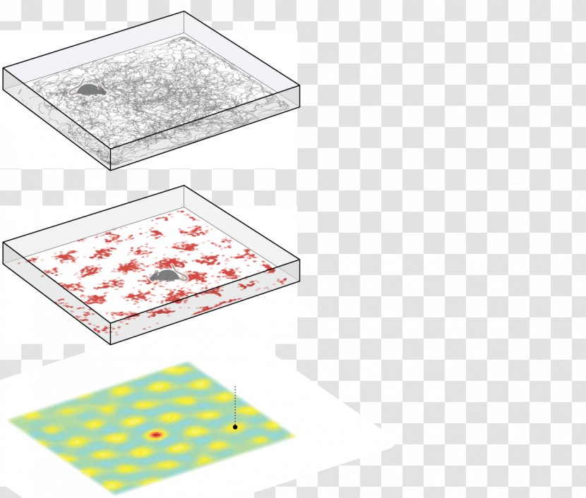 Mental Mapping Geography Cartography Brain - Mind - Hexagonal Box Transparent PNG