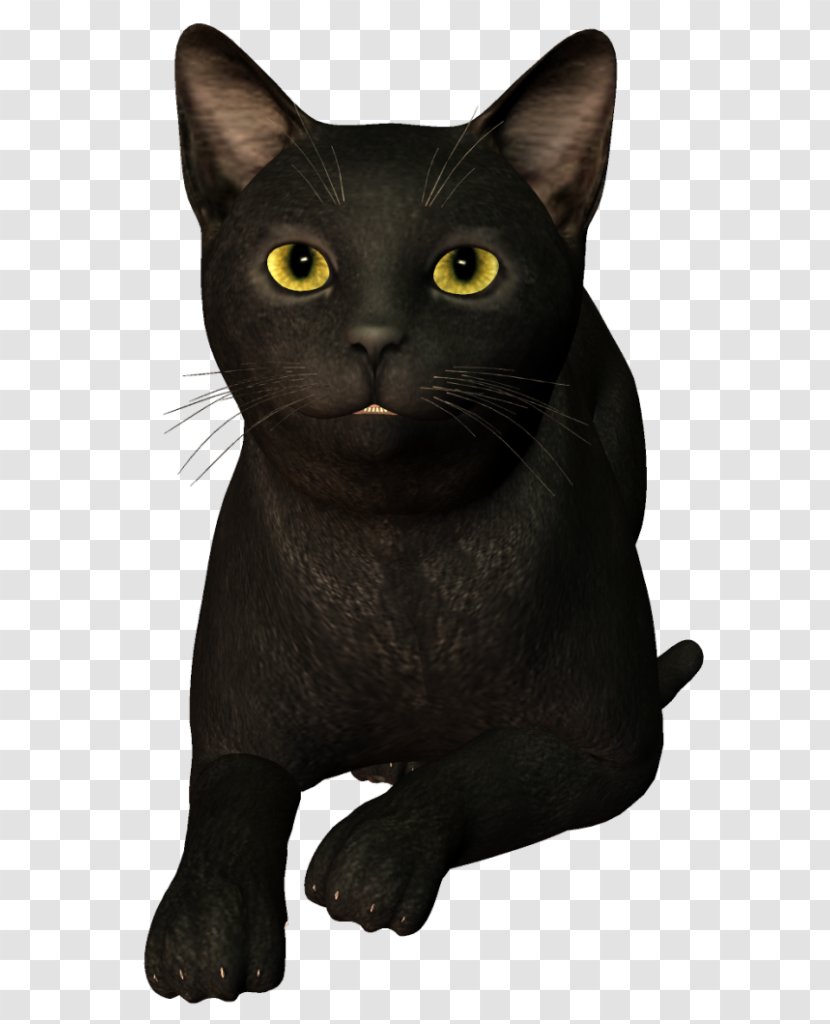 Bombay Cat Black Korat Burmese Chartreux - Small To Medium Sized Cats - Tail White Transparent PNG